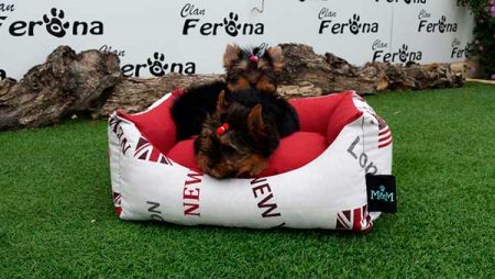 Yorkshire Terrier jugando