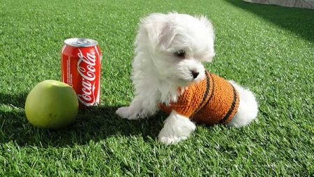 Bichón Maltés en la colchoneta