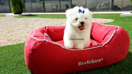 Bichón Maltés en cama
