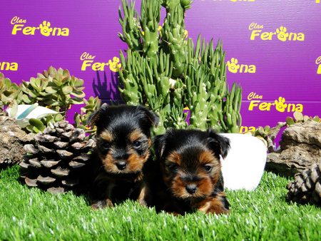 Yorkies by clanferona