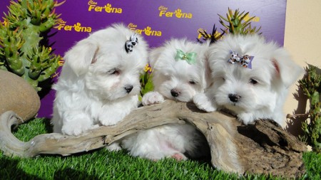 ¿Qué cachorro comprar? Consejos prácticos para elegir tu mascota ideal 7
