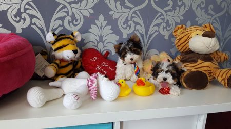Biewer Terrier peluche