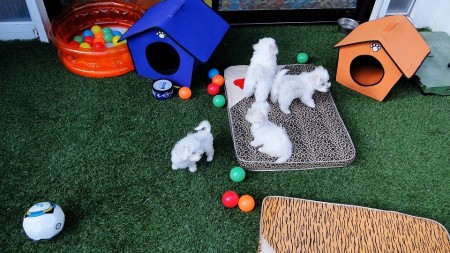 ¿Cómo educar a mi perro tras recibirlo en casa? Consideraciones importantes 4