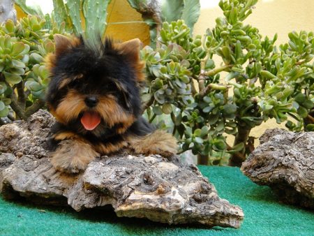 Los nombres de perros más populares y su significado 1