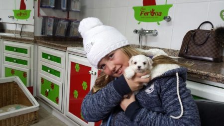 Decálogo de motivos para disfrutar de perros toy 4