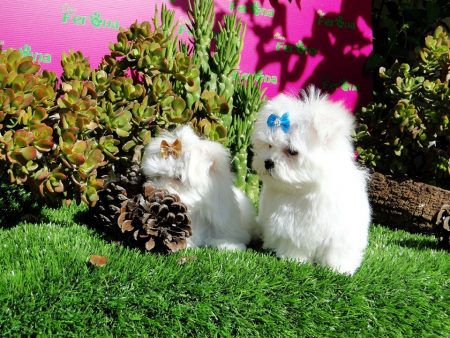 ¿Cuál es el proceso para adoptar un Yorkshire Terrier, Maltés Toy y Westy? 2