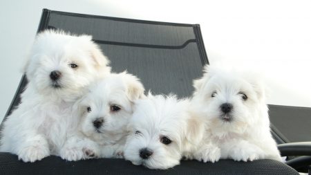 ¿Cómo saber si mi bichón maltés es americano o europeo? 6