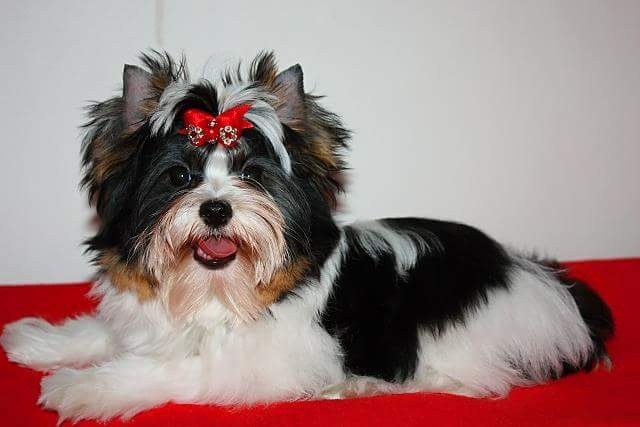 Biewer Terrier Micro Toy: 5 Secretos adorables de un cachorro único 2