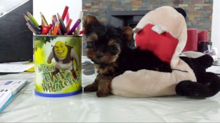 Perros Yorkshire Toy y otras razas mini: Cuidados claves para que disfruten de la mejor salud 2