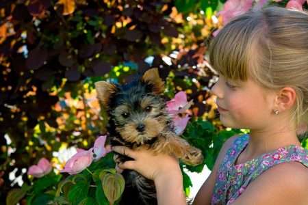 Alergias en yorkie