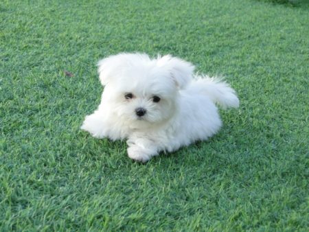 bichon maltes clanferona