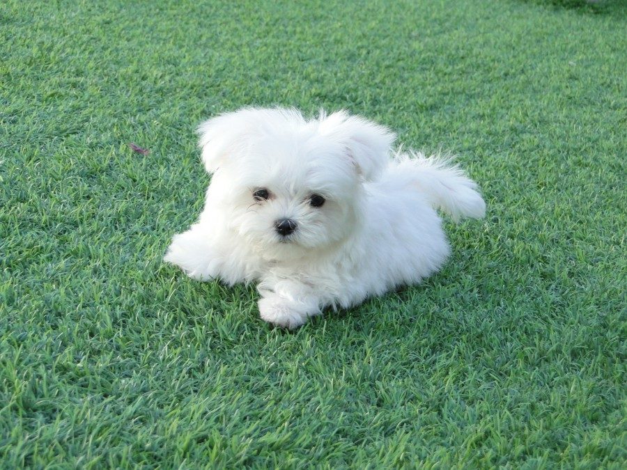 bichon maltes clanferona