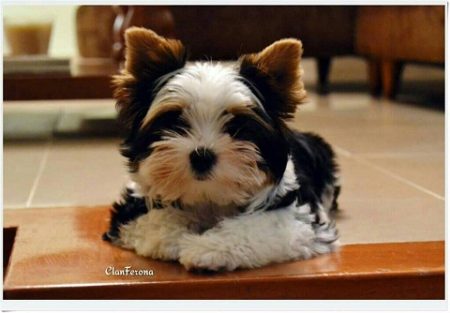 biewer cachorros clanferona