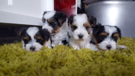 biewer terrier mascota familia